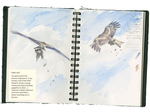 Sample spread from The Red Kite’s Year