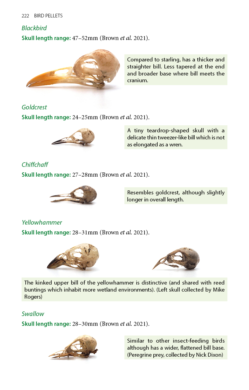 Sample page from Bird Pellets: A Complete Photographic Guide