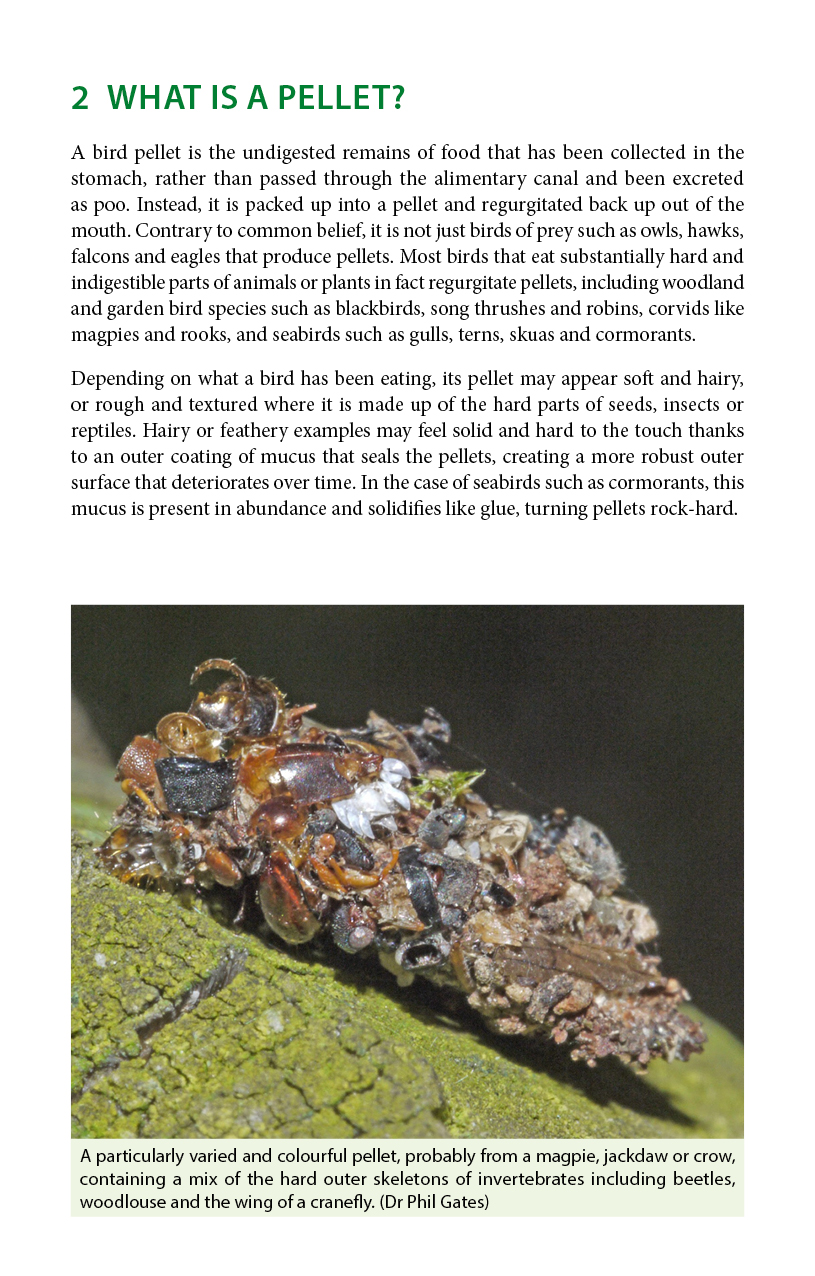 Sample page from Bird Pellets: A Complete Photographic Guide