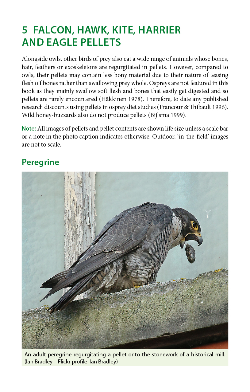 Sample page from Bird Pellets: A Complete Photographic Guide