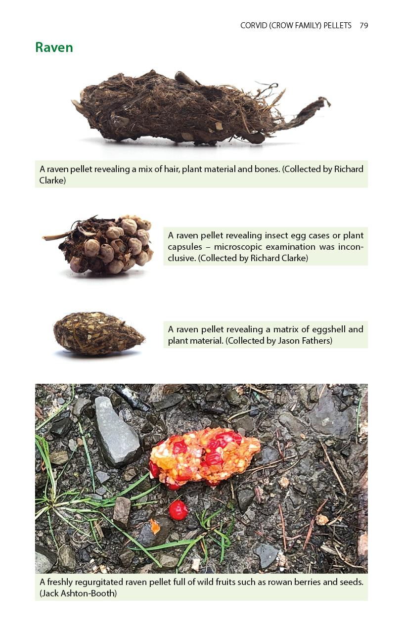 Sample page from Bird Pellets: A Complete Photographic Guide