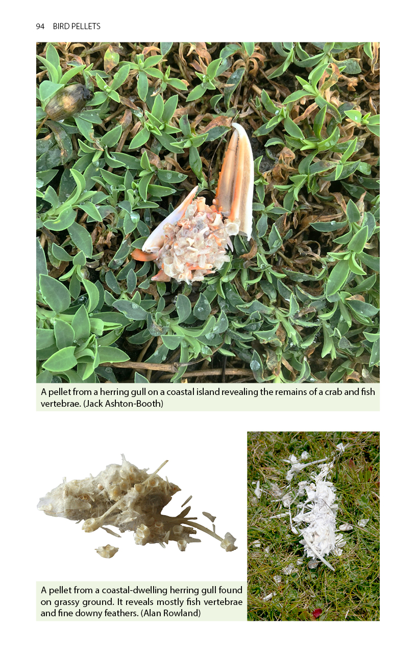 Sample page from Bird Pellets: A Complete Photographic Guide